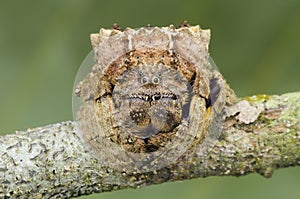 Broad-headed bark spider , Caerostris sp..Broad-headed bark spider Caerostris sp.