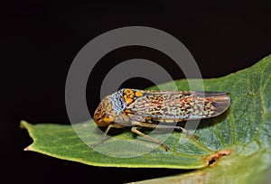 Broad Headed Sharpshooter insect on leaf.