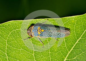 Broad-Headed Sharpshooter (Oncometopia orbona) roosting on a leaf, dorsal view macro with copy space.