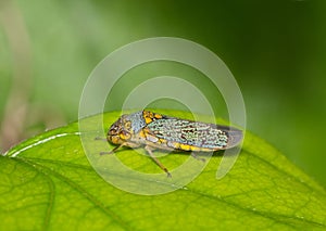 Broad-Headed Sharpshooter (Oncometopia orbona) roosting on a leaf, side view macro with copy space.