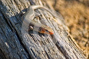 Broad-Headed Skink