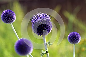 broad leaf globe thistles photo