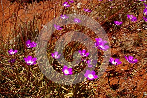 Broad-Leaf Parakeelya flowers in the Australian Desert