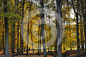 Broad leaf trees forest at autumn / fall sunlight