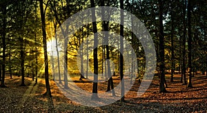 Broad leaf trees forest at autumn / fall sunlight