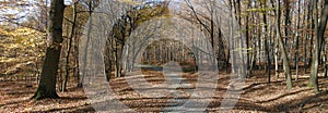 Broad leaf trees forest/woodland with gravel road at autumn afternoon daylight