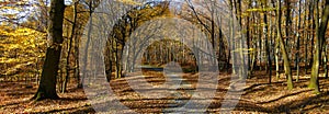 Broad leaf trees forest/woodland with gravel road at autumn afternoon daylight