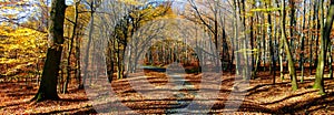 Broad leaf trees forest/woodland with gravel road at autumn afternoon daylight