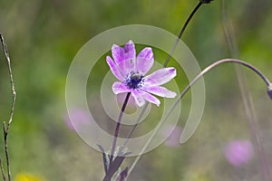 Broad leaved anemone, Anemone hortensis