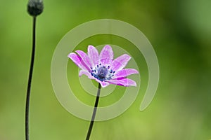 Broad leaved anemone, Anemone hortensis