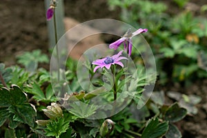 Broad leaved anemone or Anemone Hortensis flower in Saint Gallen in Switzerland