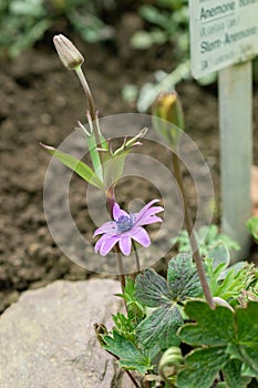 Broad leaved anemone or Anemone Hortensis flower in Saint Gallen in Switzerland