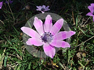 Broad-leaved anemone Anemone hortensis L., Sternanemone, Kleine Gartenanemone or Vrtna sumarica