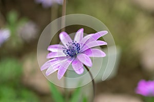 Broad leaved anemone or Anemone Hortensis plant in Saint Gallen in Switzerland