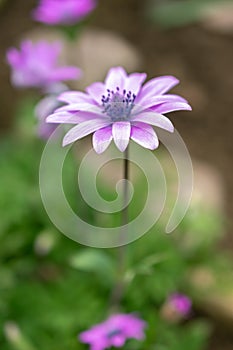 Broad leaved anemone or Anemone Hortensis plant in Saint Gallen in Switzerland