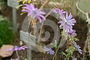 Broad leaved anemone or Anemone Hortensis plant in Saint Gallen in Switzerland