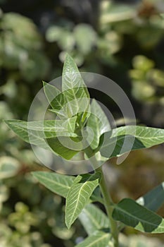 Broad leaved cotton bush