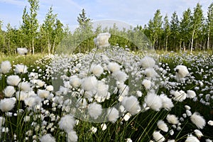 Broad-leaved cottongrass blooms