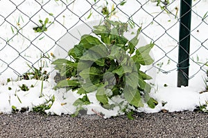 Broad-leaved dock or Rumex obtusifolius highly invasive species of flowering plants with large oval leaves next to wire fence