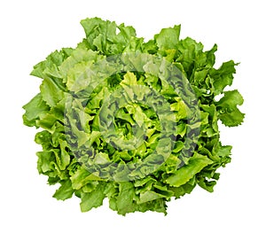 Broad leaved endive, escarole, isolated from above, over white