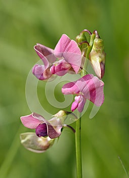 Broad-leaved Everlasting-pea