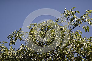 Broad Leaved Forest Tree with blue sky in the background