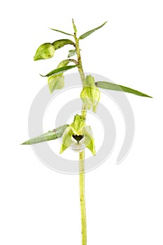 Broad-leaved helleborine or Epipactis helleborine flower isolated on white background. Wild Orchid