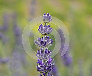 Broad-Leaved Lavender (Lavandula latifolia) Close-Up