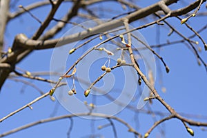 Broad-leaved lime