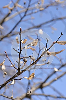 Broad-leaved lime