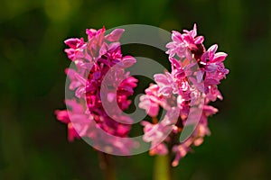 Broad-leaved Marsh Orchid, Dactylorhiza majalis, flowering European terrestrial wild orchid, nature habitat. Beautiful detail of