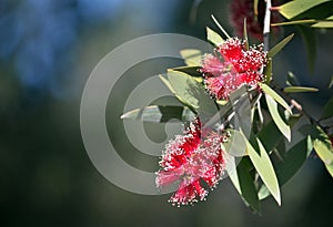 Broad-leaved Paperbark flowers, Melaleuca viridiflora