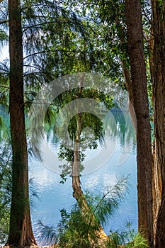 Broad-leaved paperbark tree Melaleuca quinquenervia overhanging blue green lake, framed by tree trunks, vertical - Davie, Florida,