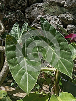 A broad-leaved plant planted in a pot in the garden