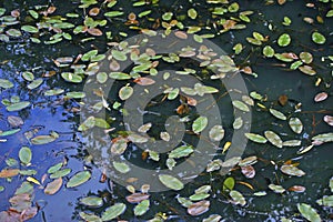 Broad-leaved pondweed floating leaves