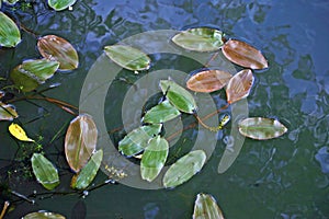 Broad-leaved pondweed floating leaves