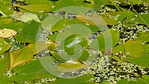 Broad-leaved pondweed Potamogeton natans