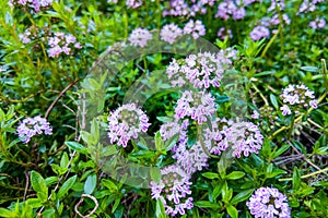 Broad-leaved thyme, lemon thyme. Thymus pulegioides. Nature