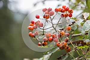 Broad-leaved whitebeam - close-up