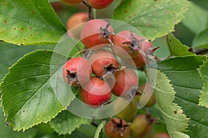 Broad-leaved whitebeam Karpatiosorbus latifolia, red fruit photo