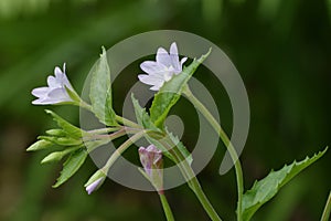 Broad-leaved Willowherb