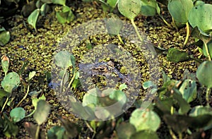 BROAD NOSED CAIMAN caiman latirostris, ADULT CAMOUFLAGED, PANTANAL IN BRAZIL