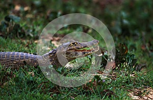 Broad Nosed Caiman, caiman latirostris, Adult standing on Grass, Pantanl in Brazil