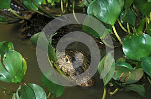 Broad Nosed Caiman, caiman latirostris, Adult standing in Swamp, Pantanl in Brazil