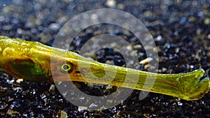 Broad-nosed pipefish Syngnathus typhle, close-up of the head and tubular mouth of a fish, the Black Sea