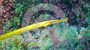 Broad-nosed pipefish Syngnathus typhle in the thickets of seaweed. Fish of the Black Sea