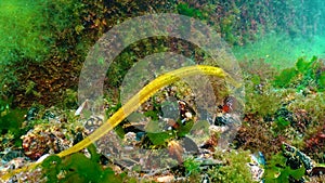 Broad-nosed pipefish Syngnathus typhle in the thickets of seaweed. Fish of the Black Sea