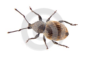 Broad-nosed Weevil - Otiorhynchus raucus