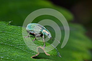 Broad-nosed Weevil