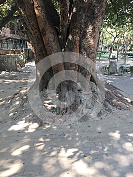 Broad Root tree in park area